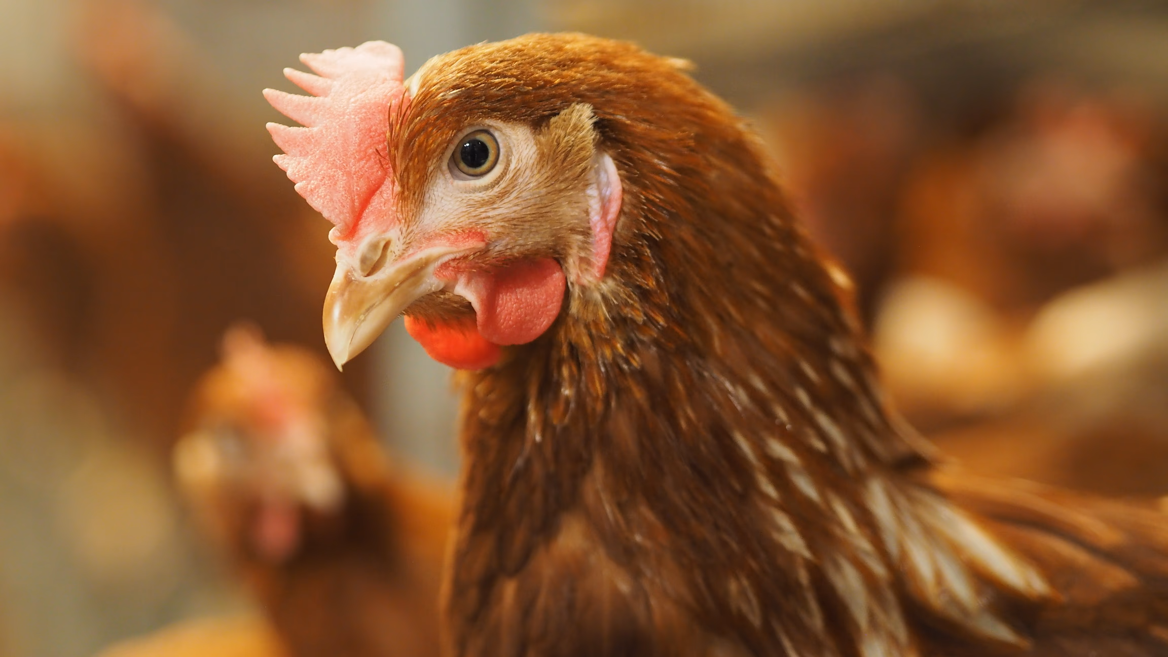 “Alūksnes Putnu Ferma”: Footage shown in “Aizliegtais paņēmiens” is misleading and does not reflect the actual situation – all hens in Alūksne have beaks